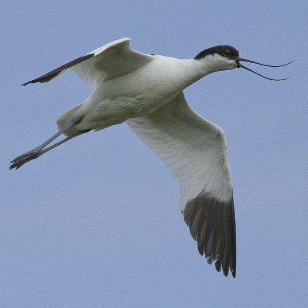 Avocets take off...